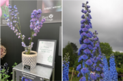 Delphinium ‘Alice Artindale’, winner of the Threatened Plant of the Year 2025.